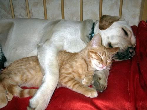 http://i824.photobucket.com/albums/zz161/_Disorder_/cat-and-dog-sleep.jpg