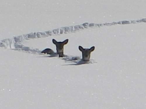 snow deer Pictures, Images and Photos
