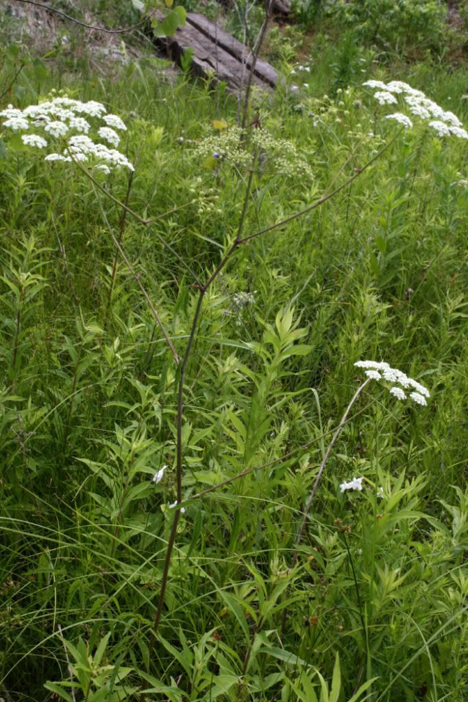Water Hemlock plant Pictures, Images and Photos