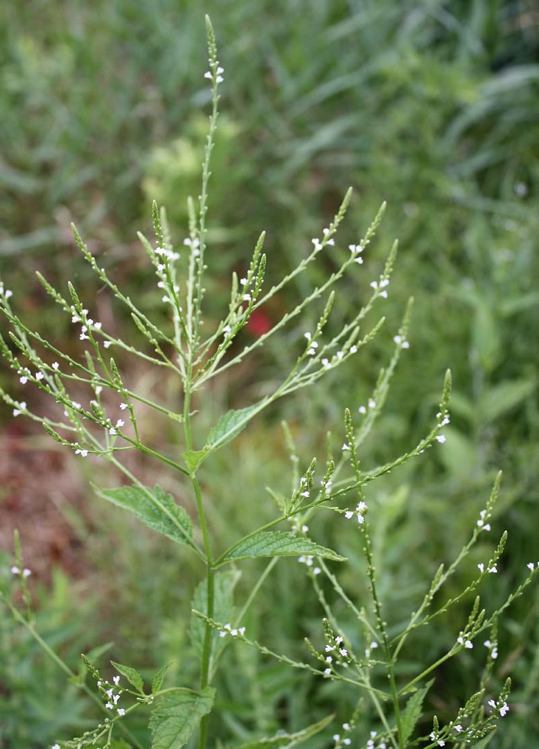 Vervain Plant