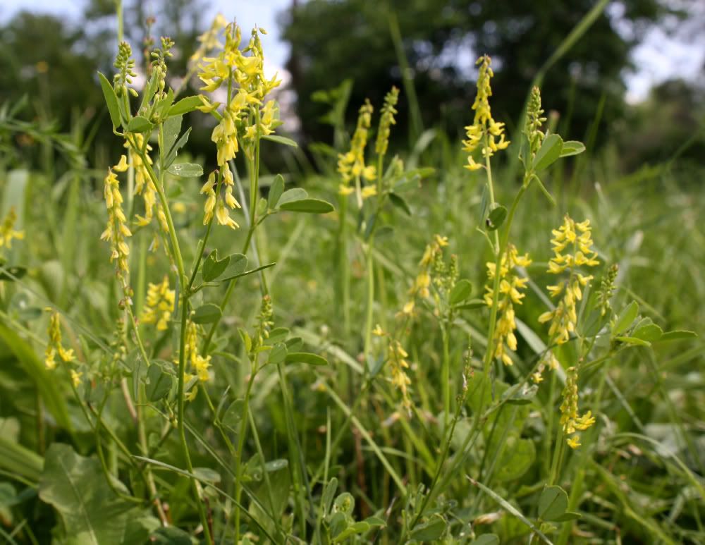 Ainsworth, Indiana Wildflowers of Ainsworth Yellow Sweet Clover