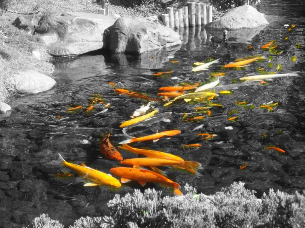 color splash Pictures, Images and Photos