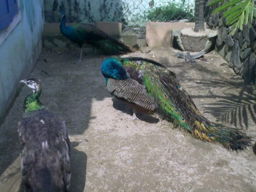 Chim Công xanh bán