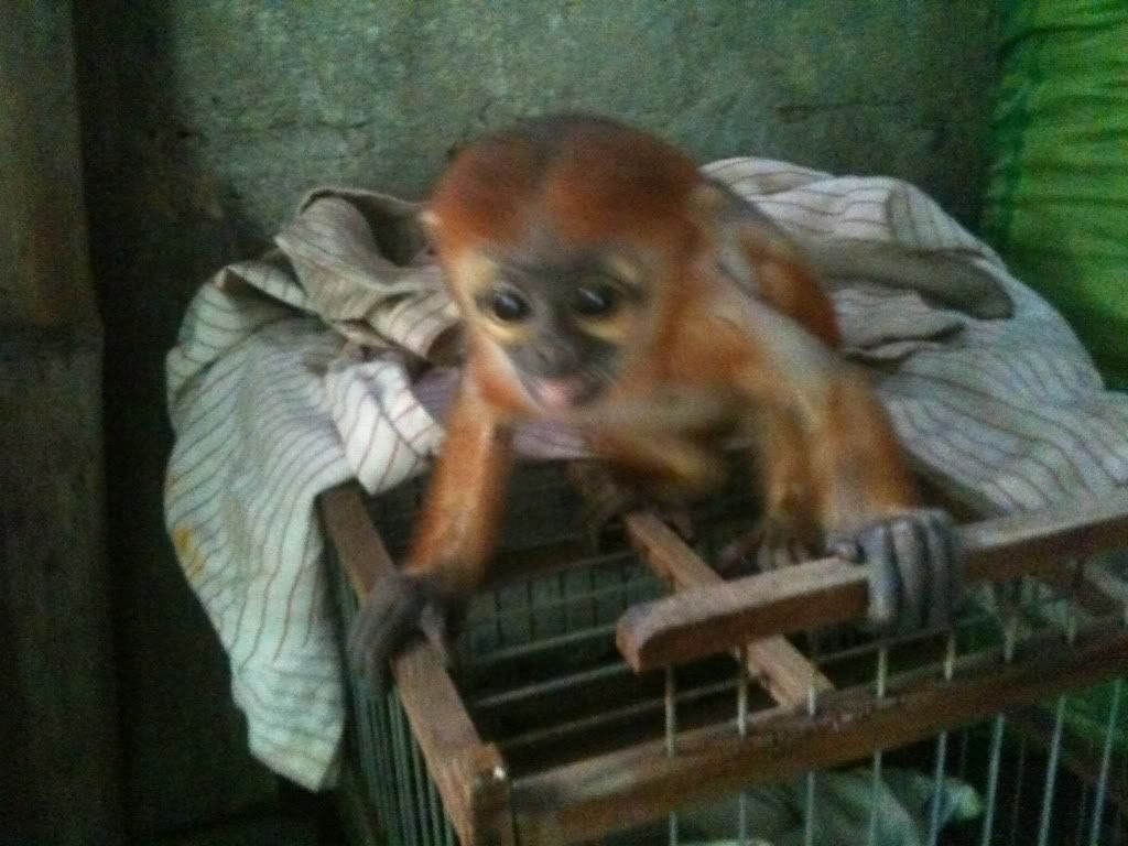 Cần Anh giúp đỏ xác đinh tên voot.