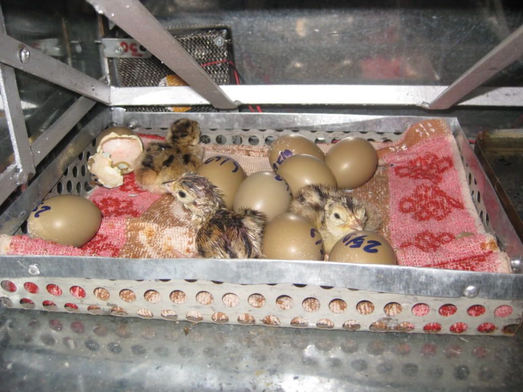 chim trỉ đỏ đầu tiên