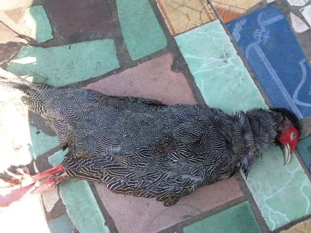 Hỏi về gà lôi?????