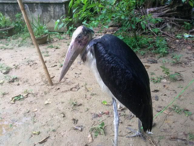 Chim lạ cần giúp đở