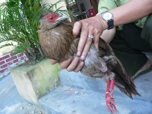 gà lôi các loại