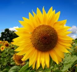 sunflowerssmall