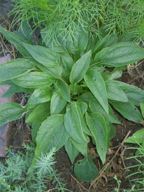  photo 040_zps49706ce8.jpg