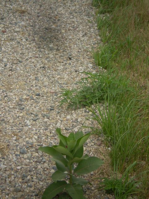  photo 041_zps362316d9.jpg