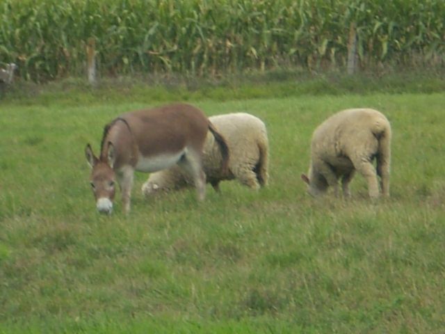 Tell me about donkeys.. - Homesteading Questions