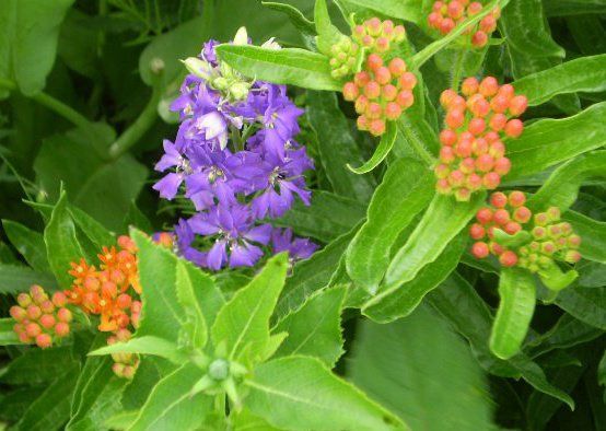  photo 482170_591220334222523_1428350423_n_zps0f32b700.jpg