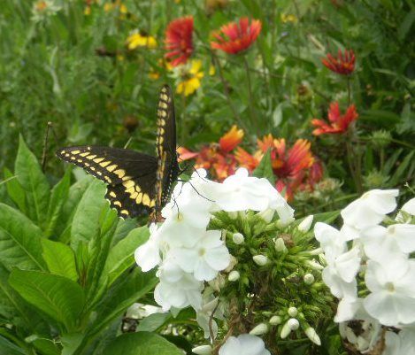  photo 578293_591220710889152_2086163166_n_zps3fee71e1.jpg