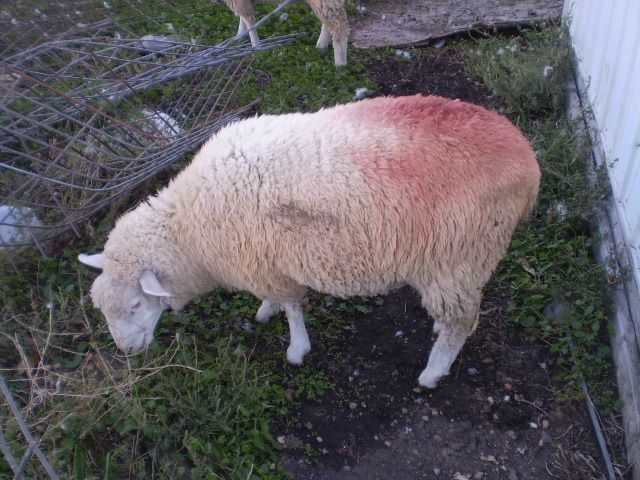 Just some random pictures ... - Sheep