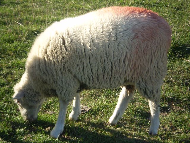 Just some random pictures ... - Sheep