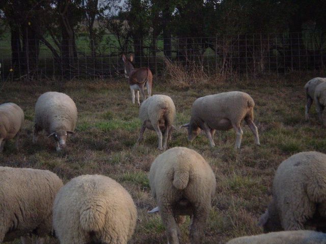 Just some random pictures ... - Sheep