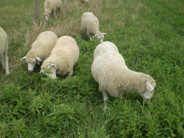 Just some random pictures ... - Sheep