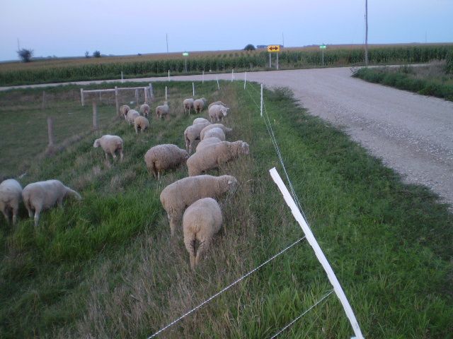 Just some random pictures ... - Sheep