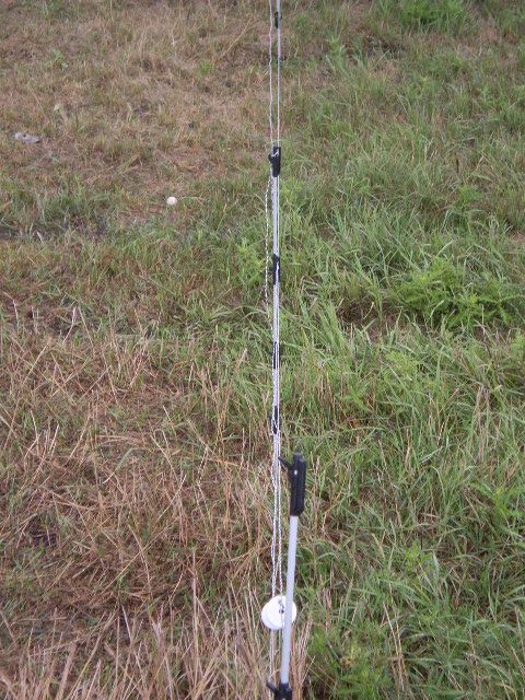 Just some random pictures ... - Sheep