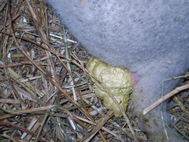 Three week old lamb with a death wish - Sheep