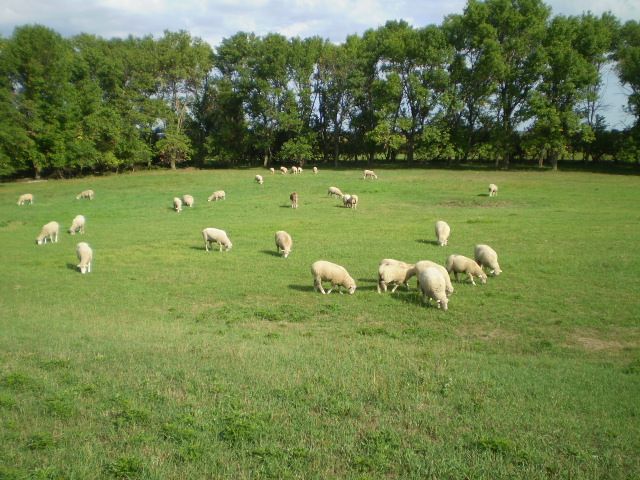 Just some random pictures ... - Sheep