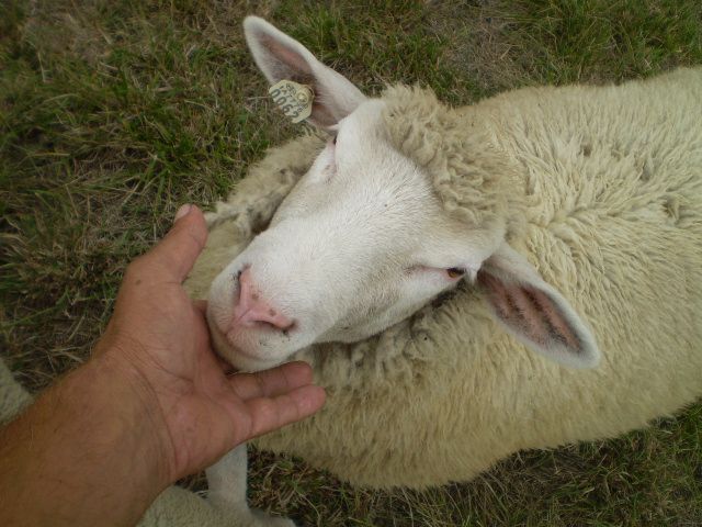 Just some random pictures ... - Sheep