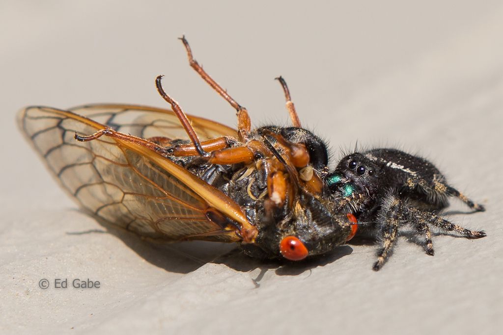 IMAGE: http://i824.photobucket.com/albums/zz168/ceglex/WolfSpiderCicadaweb-1.jpg