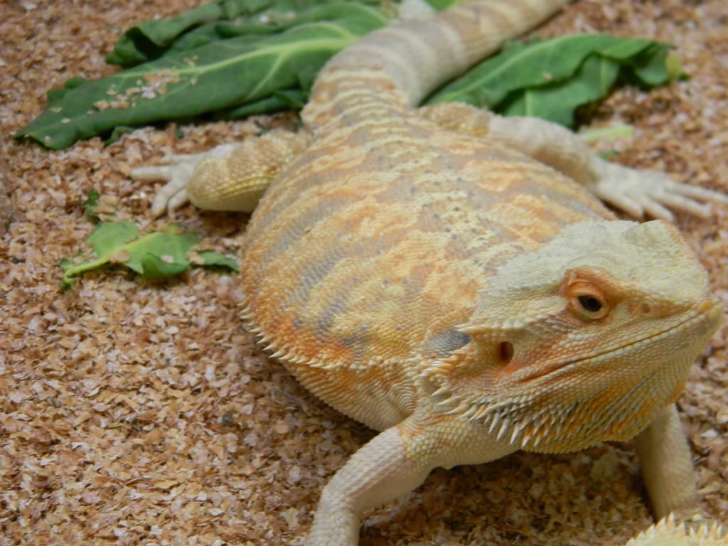 SE England For sale are reduced price bearded dragons all are cheap