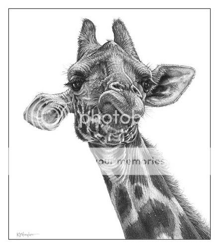 Wildlife Animal Wall Fine Art B&W A3 Print Picture Pencil Drawing ...