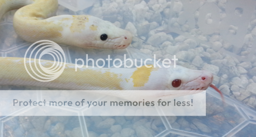 Ruby Eyed Ivory Retic Pics | Reptile Forums