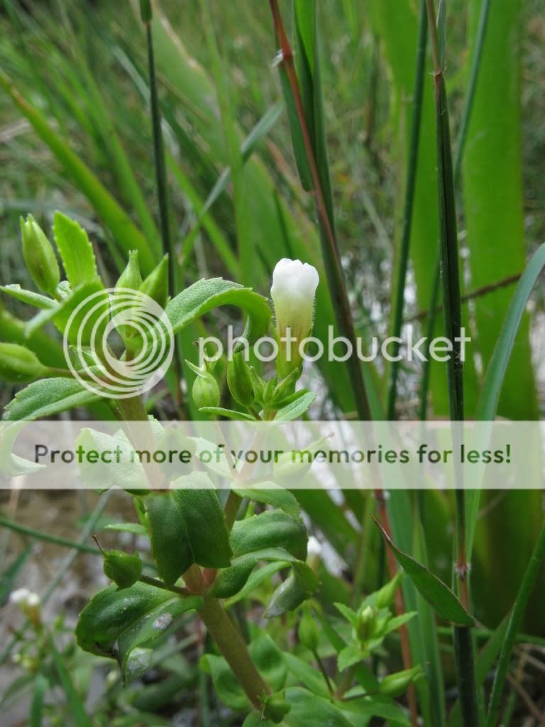 紫苏草 limnophila aromatica 玄参科(草本)